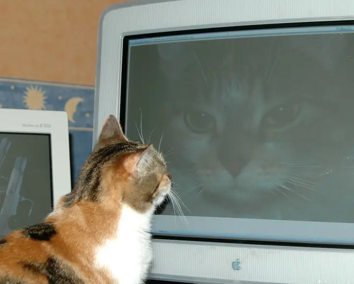 A cat looking at its reflection on an Apple Studio Display computer monitor