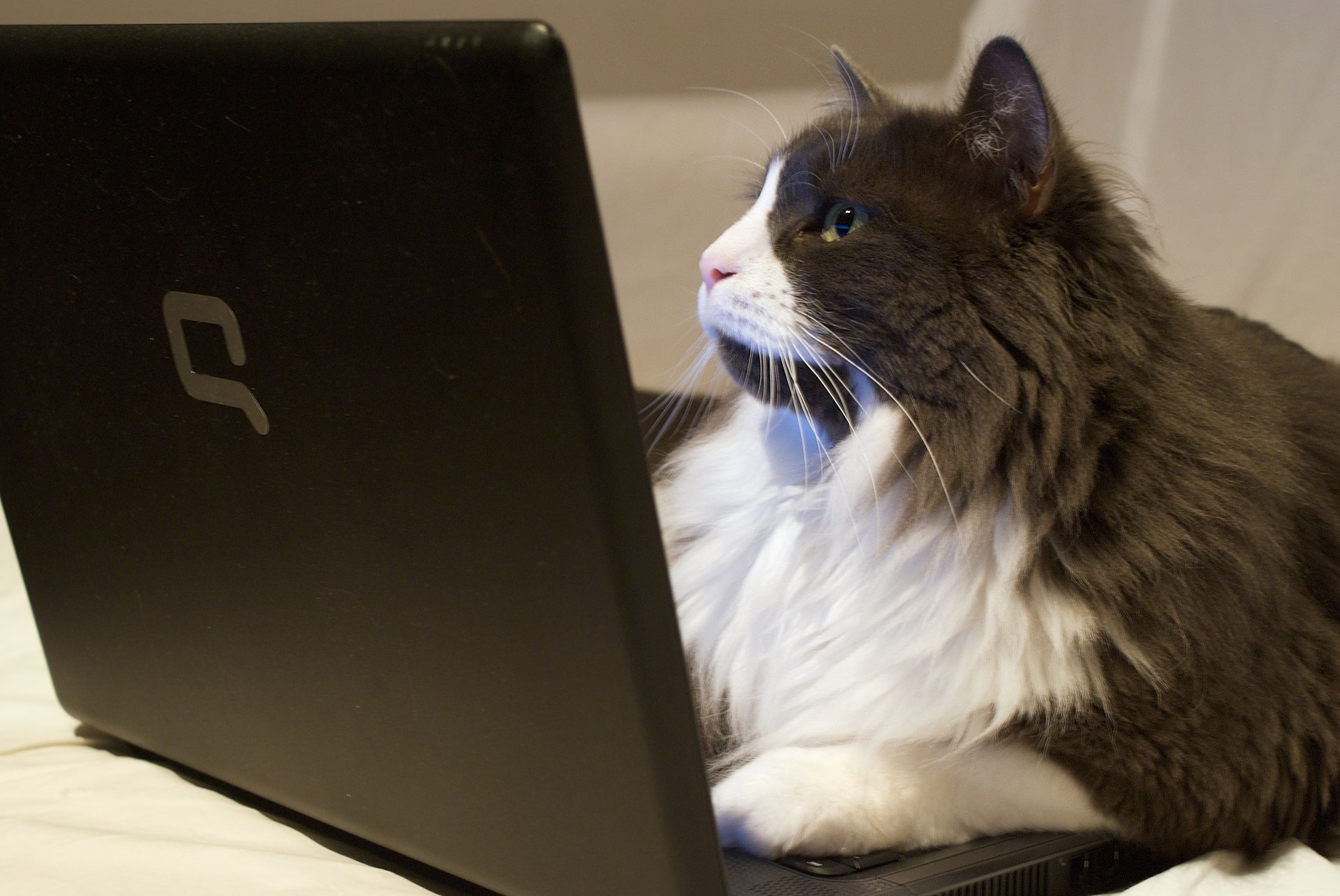 A cat staring at a laptop screen