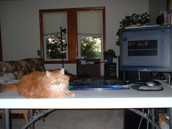 A cat using a computer