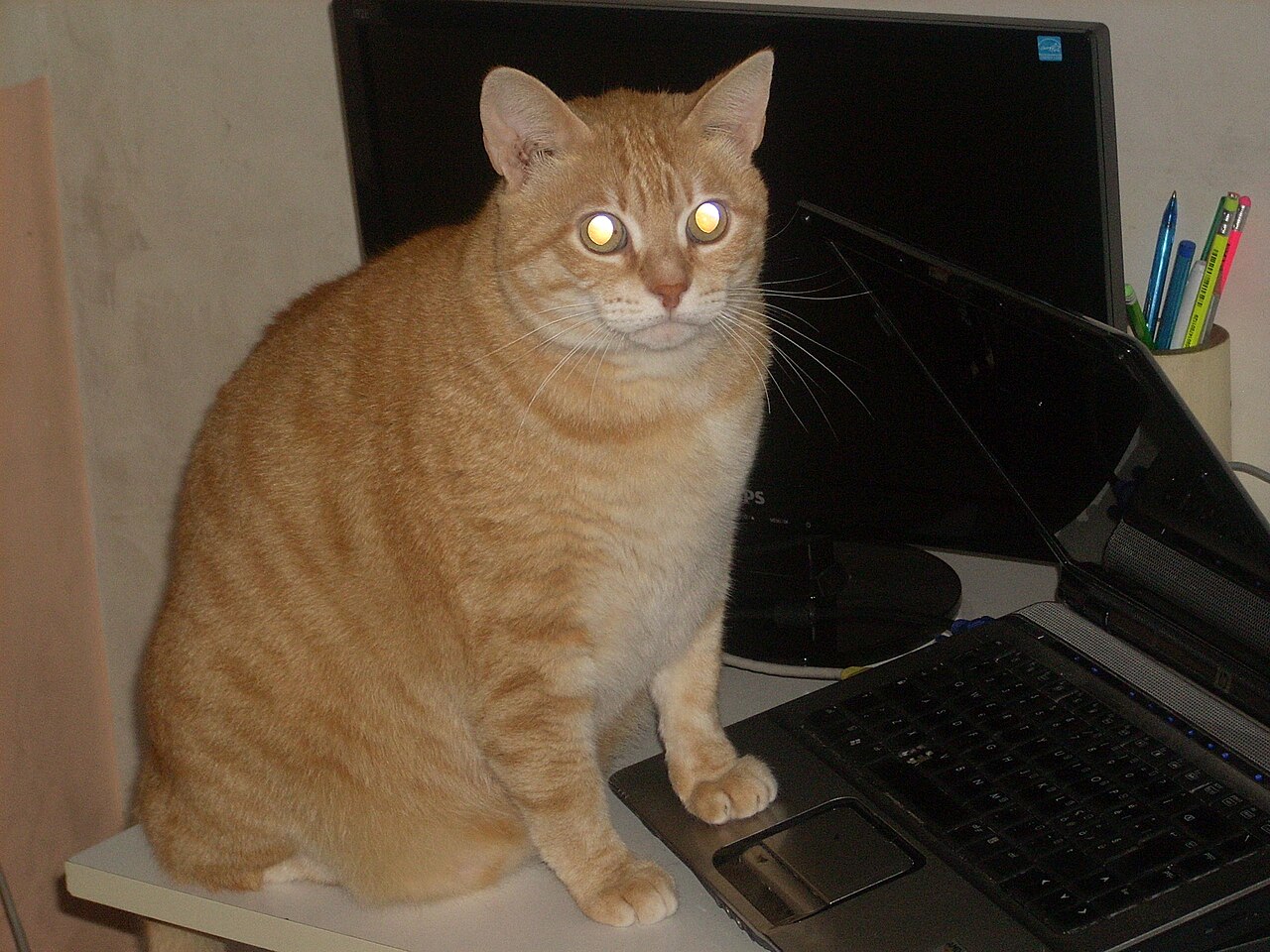 A cat using a computer